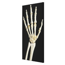 Hand Bones Stretched Canvas Print