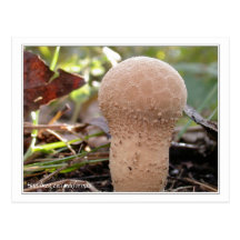 Handkea excipuliformis photo postcard