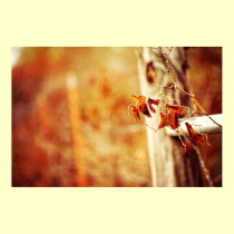 Hanging on to fall    Poster posters