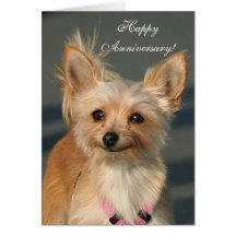 Happy Anniversary Chihuahua Greeting Card