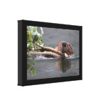 Happy Beaver Stretched Canvas Print