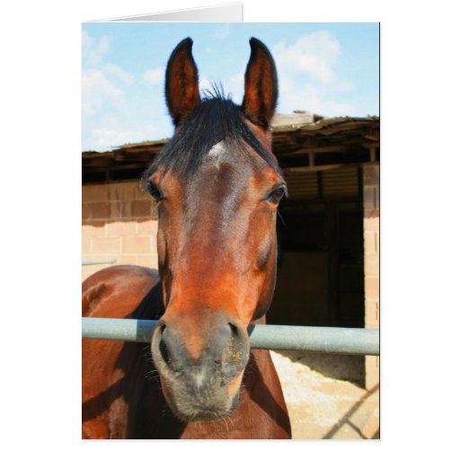 happy birthday horse greeting card zazzle