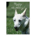 Happy Birthday White German Shepherd greeting card