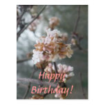 Happy Birthday! (Winter Blossom) Postcard