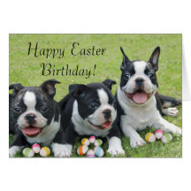 Happy Easter Birthday boston terriers card