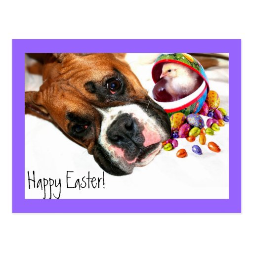 Happy Easter Boxer puppy and Chick postcard