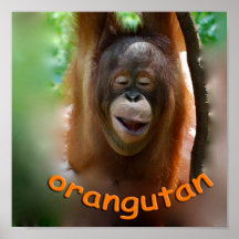 Happy Orangutan Posters