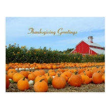 Happy Thanksgiving card with pumpkin patch Postcards