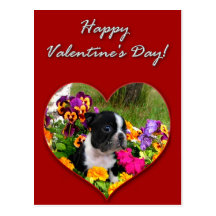 Happy Valentine's day Boston Terrier greeting card Postcard