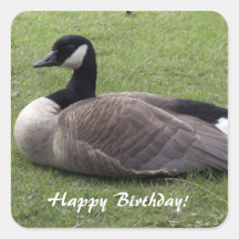 Hapy Bithday, wild duck  on grasses Square Sticker