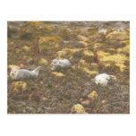 Harbour Seals Postcard