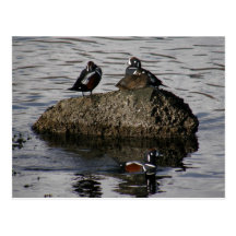 Harlequin Ducks, Unalaska Island Postcard
