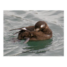 Harlequin Female Duck Preening on the Water Post Card