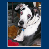 Harlequin Great Dane postcards