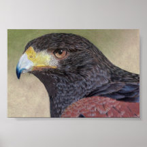 Harris Hawk coloured pencils Posters