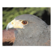 Harris Hawk Photo Print