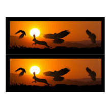 Harris Hawks Hunting Book markers Postcard