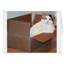 "Has anyone seen my shades?'' Greeting Cards
