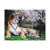 Haughty Stretched Canvas Print