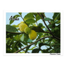 Hawaiian Guava Postcard