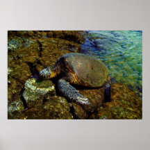Hawaiian Honu Print