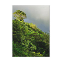 Hawaiian Rain Forest Canvas Print