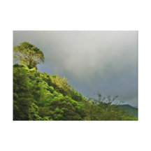 Hawaiian Rain Forest Canvas Prints