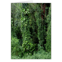 Hawaiian Rain Forest Card
