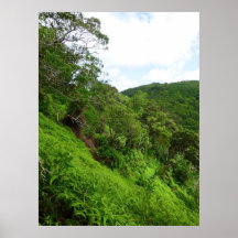 Hawaiian Rain Forest Posters