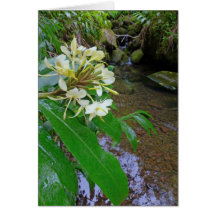 Hawaiian Stream Greeting Card