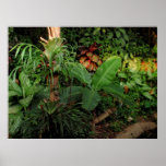 Hawaiian Tropical in Evening Light Posters