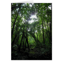 Hawaiian Tropical Rain Forest Card