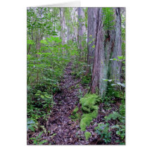 Hawaiian Tropical Rain Forest Cards