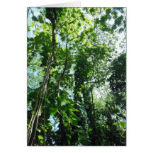 Hawaiian Tropical Rain Forest Greeting Cards