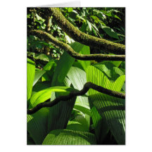 Hawaiian Tropical Rain Forest Greeting Cards