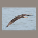 Hawk in Flight Florida Poster posters