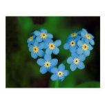 Heart Shaped Forget-me-not Flowers Post Cards
