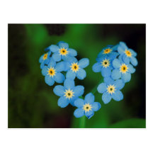 Heart Shaped Forget-me-not Flowers Post Cards