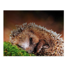 HEDGEHOG POSTCARD