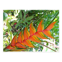 Heliconia Hawai'i Post Cards