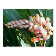 Heliconia Hawai'i Post Cards