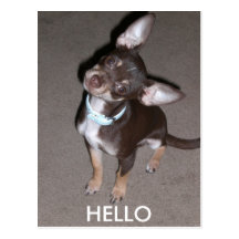 HELLO Chihuahua Postcard