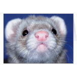 HELLO! Close-up of a curious ferret Cards