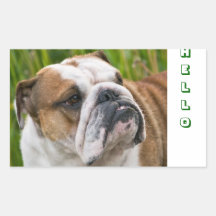 Hello Cute English Bulldog Greeting Stickers