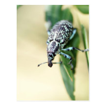Hello Elephant Bug Postcard