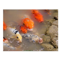 Hello Karp Koi Post Cards