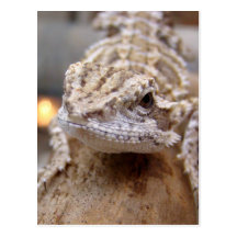Hello Lizard Post Cards