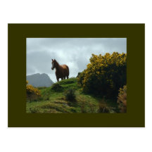 HELLO POST CARD