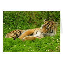 Hello Tiger Cards