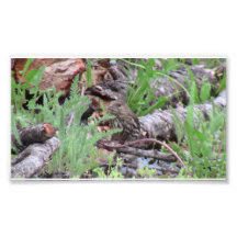 Hells Canyon Idaho Animals / Birds Aves Photograph